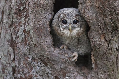 Bosuil (Strix aluco)