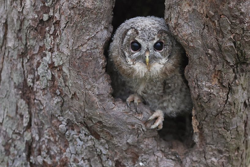Tawny Owl (Strix aluco) by Ronald Pol