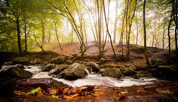 Nebliger Wald