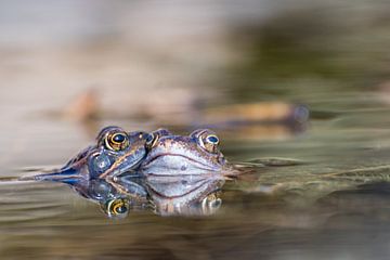 Deux grenouilles sur Diantha Risiglione