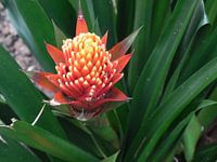 Bromelia huis kamerplant
