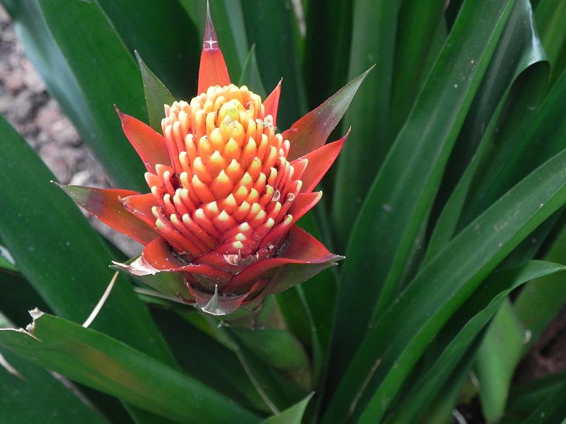 Bromelia huis kamerplant par Ingrid Van Maurik