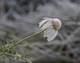 winter is comming von Pieter Heymeijer Miniaturansicht