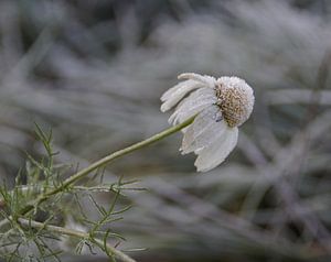 l'hiver arrive