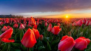 Sonnenaufgang auf einem roten Tulpenfeld