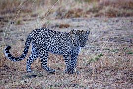 schleichender Leopard von Peter Michel