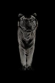 Weißer Tiger von ZooChecker