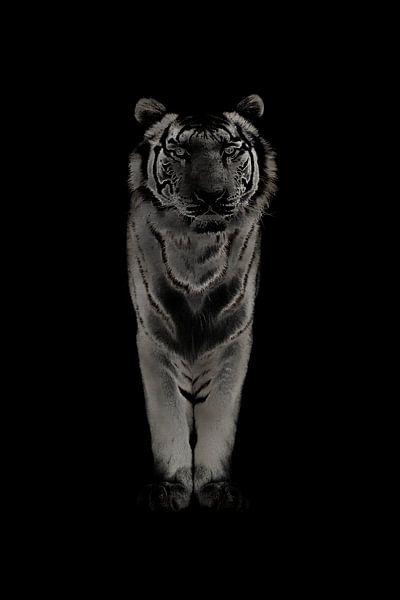 Weißer Tiger von ZooChecker