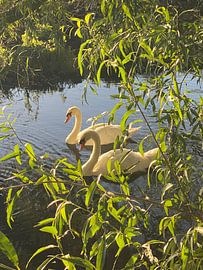 Die beiden Schwäne von Liv Van Beuningen