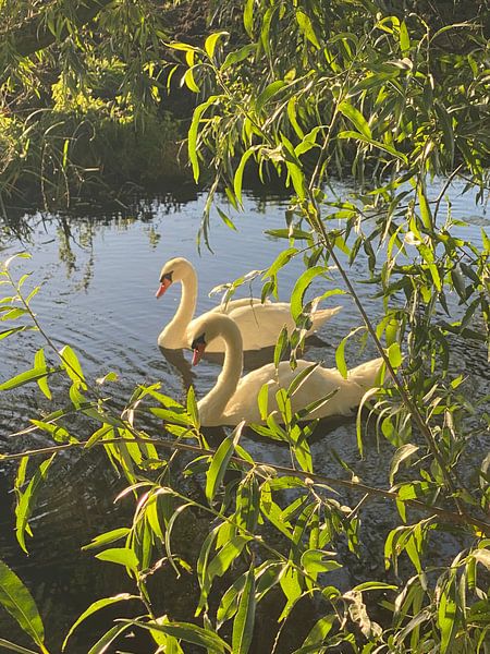The two swans by Liv Van Beuningen