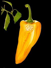 bell pepper by Fotogallery