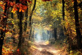 herfst in al zijn kleuren van Rigo Meens