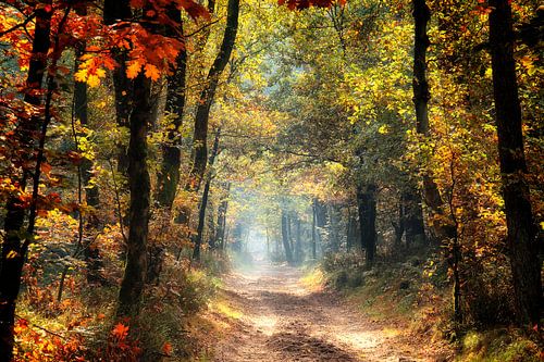 herfst in al zijn kleuren