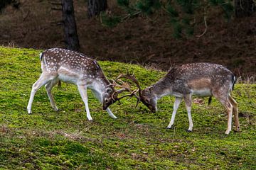 Young Fallow Deer practice on each other by Merijn Loch