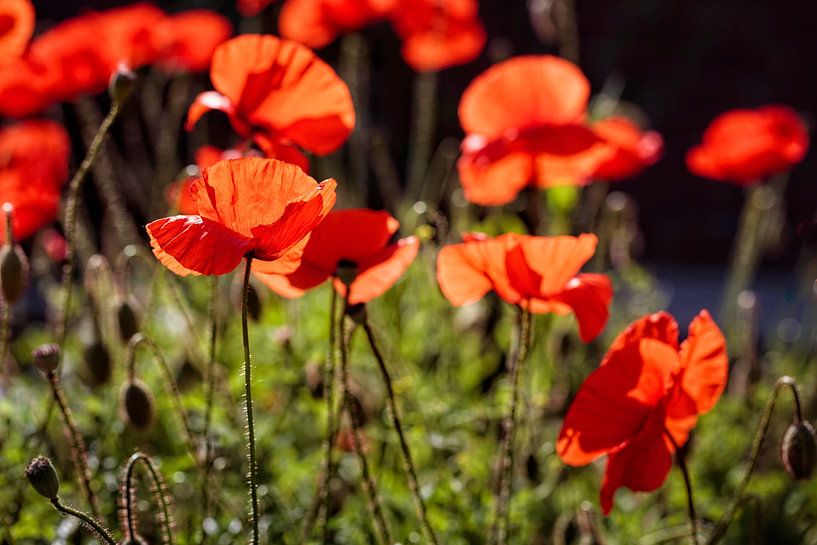 Poppies by Rob Boon