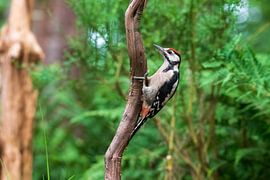 Grote bonte specht van Merijn Loch