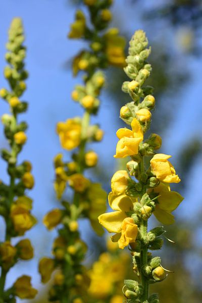 Mullein by Ulrike Leone