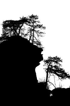 Arbres en silhouette