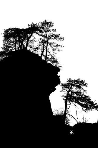 Bäume in Silhouette