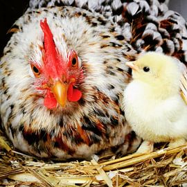 Chick Foppe by Martin Baartmans