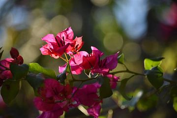 Bloemen in Mexico van Daisy Gubbels