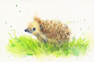 Neugieriger kleiner Igel auf der Wiese