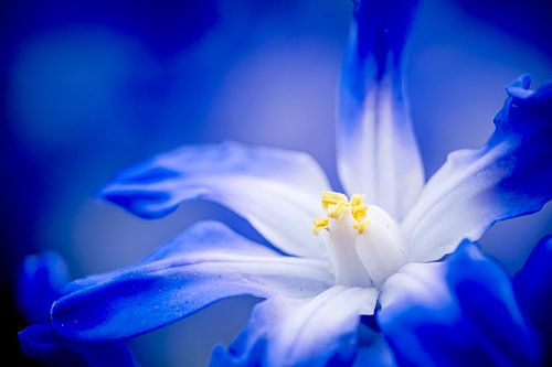 Vêtu de bleu