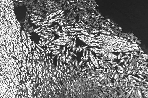 Ice floes in the frozen water