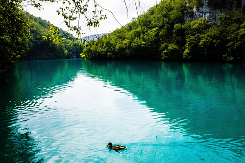 Turquoise meer met een eenzame eend