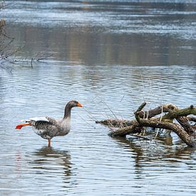 Graugans von Karin Maier