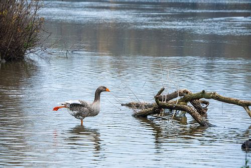 Graugans beim Murstausee Gralle