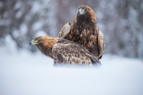 The Golden Eagle