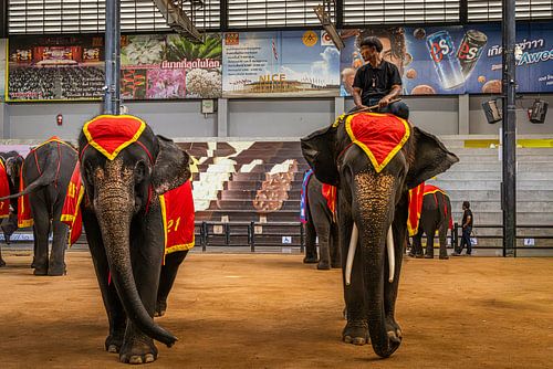 Elephants @ Pattaya, Thailand