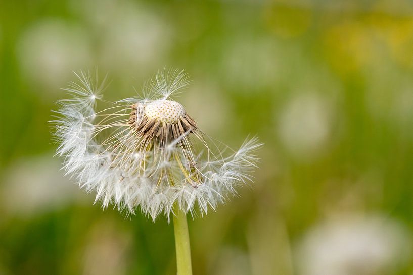 Pusteblume halbleer gepustet von Uwe Ulrich Grün