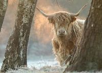 Schottischer Highlander im ersten Sonnenlicht.