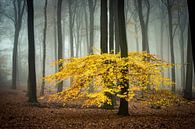 Nebliger Herbstwald von Peter Haastrecht, van Miniaturansicht