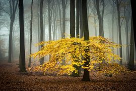 Mistig herfst bos van Peter Haastrecht, van