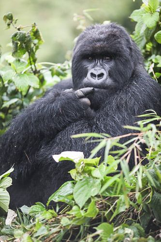 The Philosopher of the Forest