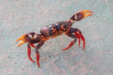 Crabe de terre cubain têtu, fièrement avec ses pinces en l'air. sur De wereld door de ogen van Hictures