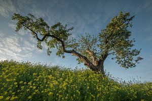 Oude grillige fruitboom tussen koolzaad van Moetwil en van Dijk - Fotografie