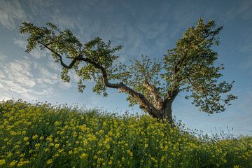 Alter kapriziöser Obstbaum zwischen Raps