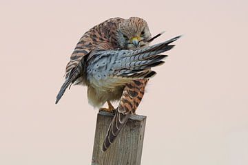 Falke im Abendlicht von JD Fotografie
