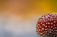 Fly agaric