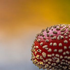 Agaric tue-mouches sur Tara Kiers