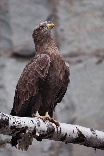 Der Adler-Goldadler sitzt auf einem Baumstamm; es ist ein schlanker Raubvogel mit gelbem Schnabel un von Michael Semenov