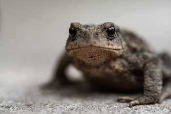 Frosch