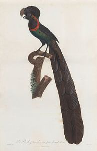 Oiseau de paradis (arfakastrapia), John Gould sur Teylers Museum
