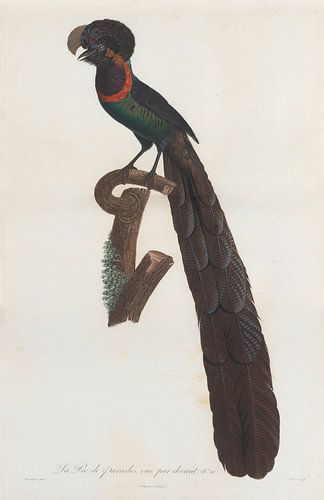 Paradijsvogel (Arfakastrapia), John Gould