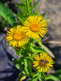 Sommerliche Wildblüten mit Biene von Max Steinwald
