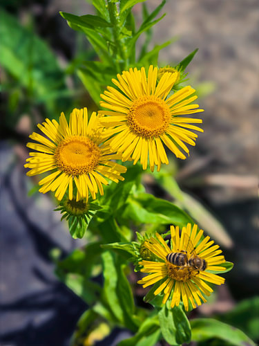 Summer wildflowers with a bee